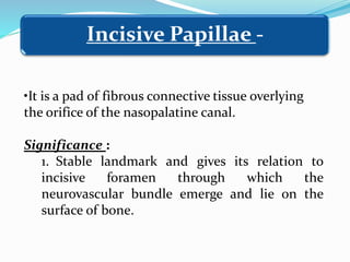 •It is a pad of fibrous connective tissue overlying
the orifice of the nasopalatine canal.
Significance :
1. Stable landmark and gives its relation to
incisive foramen through which the
neurovascular bundle emerge and lie on the
surface of bone.
Incisive Papillae -
 