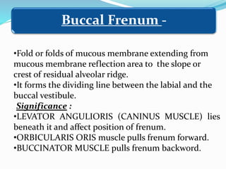 •Fold or folds of mucous membrane extending from
mucous membrane reflection area to the slope or
crest of residual alveolar ridge.
•It forms the dividing line between the labial and the
buccal vestibule.
Significance :
•LEVATOR ANGULIORIS (CANINUS MUSCLE) lies
beneath it and affect position of frenum.
•ORBICULARIS ORIS muscle pulls frenum forward.
•BUCCINATOR MUSCLE pulls frenum backword.
Buccal Frenum -
 