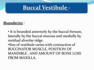 Boundaries :
• It is bounded anteriorly by the buccal frenum,
laterally by the buccal mucosa and medially by
residual alveolar ridge.
•Size of vestibule varies with contraction of
BUCCINATOR MUSCLE, POSITION OF
MANDIBLE , AND AMOUNT OF BONE LOSS
FROM MAXILLA.
Buccal Vestibule -
 