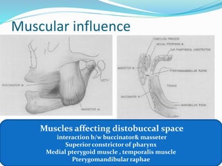 Muscular influence
Muscles affecting distobuccal space
interaction b/w buccinator& masseter
Superior constrictor of pharynx
Medial pterygoid muscle , temporalis muscle
Pterygomandibular raphae
 