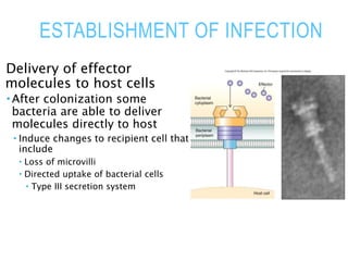 ESTABLISHMENT OF INFECTION
Delivery of effector
molecules to host cells
 After colonization some
bacteria are able to deliver
molecules directly to host
 Induce changes to recipient cell that
include
 Loss of microvilli
 Directed uptake of bacterial cells
 Type III secretion system
 