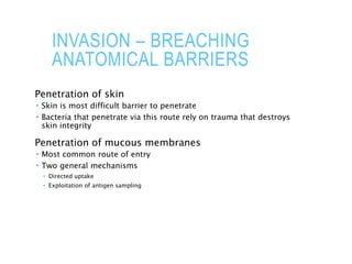 INVASION – BREACHING
ANATOMICAL BARRIERS
Penetration of skin
 Skin is most difficult barrier to penetrate
 Bacteria that penetrate via this route rely on trauma that destroys
skin integrity
Penetration of mucous membranes
 Most common route of entry
 Two general mechanisms
 Directed uptake
 Exploitation of antigen sampling
 