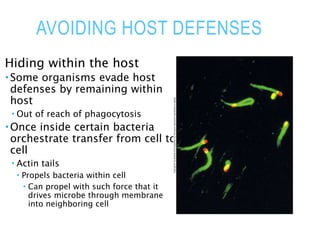 AVOIDING HOST DEFENSES
Hiding within the host
 Some organisms evade host
defenses by remaining within
host
 Out of reach of phagocytosis
 Once inside certain bacteria
orchestrate transfer from cell to
cell
 Actin tails
 Propels bacteria within cell
 Can propel with such force that it
drives microbe through membrane
into neighboring cell
 