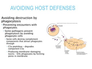 AVOIDING HOST DEFENSES
Avoiding destruction by
phagocytosis
 Preventing encounters with
phagocytes
 Some pathogens prevent
phagocytosis by avoiding
phagocytic cells
 Some cells destroy complement
components that attract phagocytes
through
 C5a peptidase – degrades
component C5a
 Producing membrane-damaging
toxins – kills phagocytes by forming
pores in membrane
 