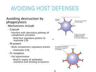 AVOIDING HOST DEFENSES
Avoiding destruction by
phagocytosis
 Mechanisms include
 Capsule
 Interfere with alternative pathway of
complement activation
 Bind host regulatory protein to
inactivate C3b
 M protein
 Binds complement regulatory protein
 Inactivates C3b
 Fc receptors
 Foil opsonization
 Bind Fc region of antibodies
interferes with binding to bacteria
 