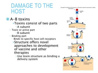 DAMAGE TO THE
HOST
 A-B toxins
›Toxins consist of two parts
 A subunit
 Toxic or active part
 B subunit
 Binding part
 Binds to specific host cell receptors
›Structure offers novel
approaches to development
of vaccine and other
therapies
 Use toxin structure as binding a
delivery system
 