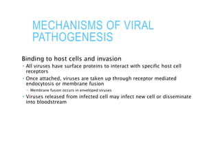 MECHANISMS OF VIRAL
PATHOGENESIS
Binding to host cells and invasion
 All viruses have surface proteins to interact with specific host cell
receptors
 Once attached, viruses are taken up through receptor mediated
endocytosis or membrane fusion
 Membrane fusion occurs in enveloped viruses
 Viruses released from infected cell may infect new cell or disseminate
into bloodstream
 