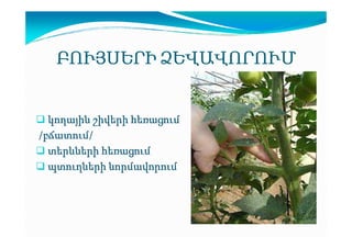 ԲՈՒՅՍԵՐԻ ՁԵՎԱՎՈՐՈՒՄ

կողային շիվերի հեռացում
/բճատում
բճատում/
բճատում
տերևների հեռացում
պտուղների նորմավորում

 