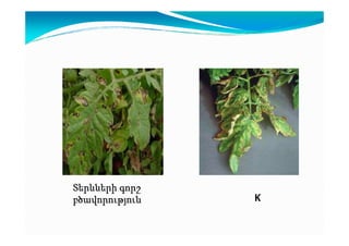 Տերևների գորշ
բծավորություն

К

 