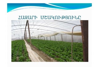 ՀԱԶԱՐԻ ՄՇԱԿՈՒԹՅՈՒՆԸ

 