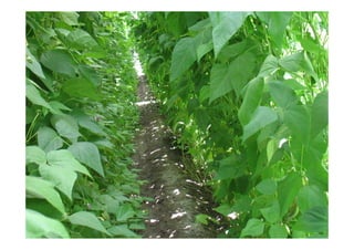 Aknaxpur [compatibility mode]