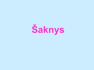 Šaknys

 