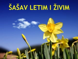 ŠAŠAV LETIM I ŽIVIM 