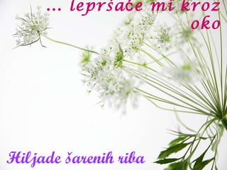 Hiljade šarenih riba ... lepršaće mi kroz oko 