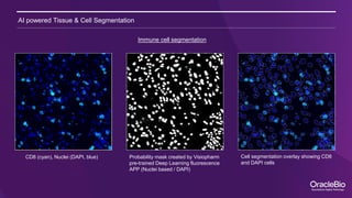 Dapi Cd8 A Ready-to-Analyze High-Plex Spatial Signature Development Workflow for ...