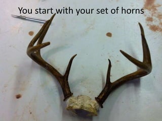 You start with your set of horns
 