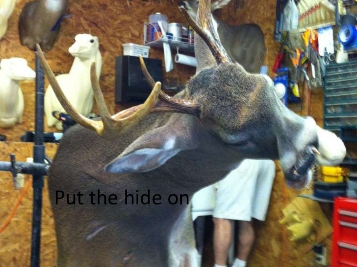 Taxidermy journal image