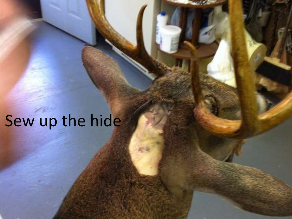 Taxidermy terms image