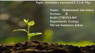 Topic: Secondary nutrients(S, Ca & Mg)
Name: Mohammad Abu bakar
Section: B
Roll#:17301514-065
Department: Zoology
Ma’am Summera Jahan
 