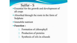 Sulfur - S
 Essential for the growth and development of
all crops
 Absorbed through the roots in the form of
Sulphate
 Immobile nutrient
 Function :
1. Formation of chlorophyll
2. Production of proteins
3. Synthesis of oils in oilseeds
 