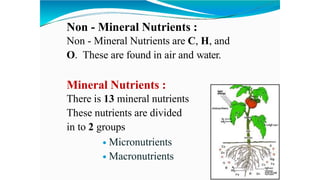 Non - Mineral Nutrients :
Non - Mineral Nutrients are C, H, and
O. These are found in air and water.
Mineral Nutrients :
There is 13 mineral nutrients
These nutrients are divided
in to 2 groups
 Micronutrients
 Macronutrients
 