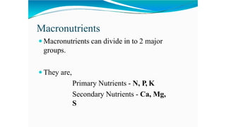 Macronutrients
 Macronutrients can divide in to 2 major
groups.
 They are,
Primary Nutrients - N, P, K
Secondary Nutrients - Ca, Mg,
S
 
