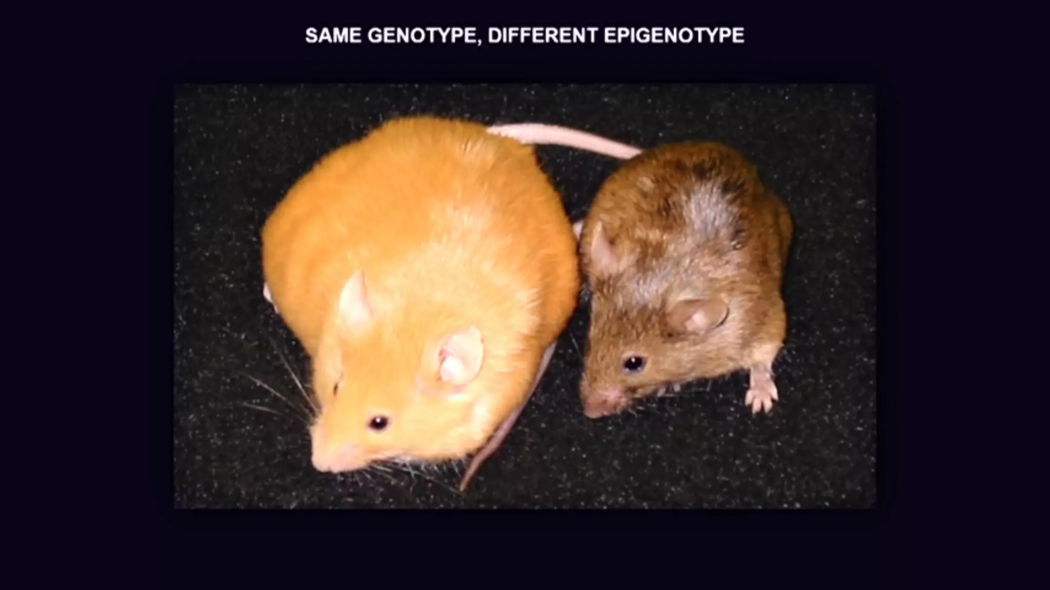 Mapping NGSI - LD cross domain Ontology to SAREF
 