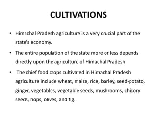 CULTIVATIONS
• Himachal Pradesh agriculture is a very crucial part of the
state's economy.
• The entire population of the state more or less depends
directly upon the agriculture of Himachal Pradesh
• The chief food crops cultivated in Himachal Pradesh
agriculture include wheat, maize, rice, barley, seed-potato,
ginger, vegetables, vegetable seeds, mushrooms, chicory
seeds, hops, olives, and fig.
 