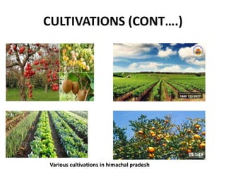 CULTIVATIONS (CONT….)
Various cultivations in himachal pradesh
 