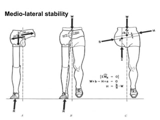 Medio-lateral stability
 