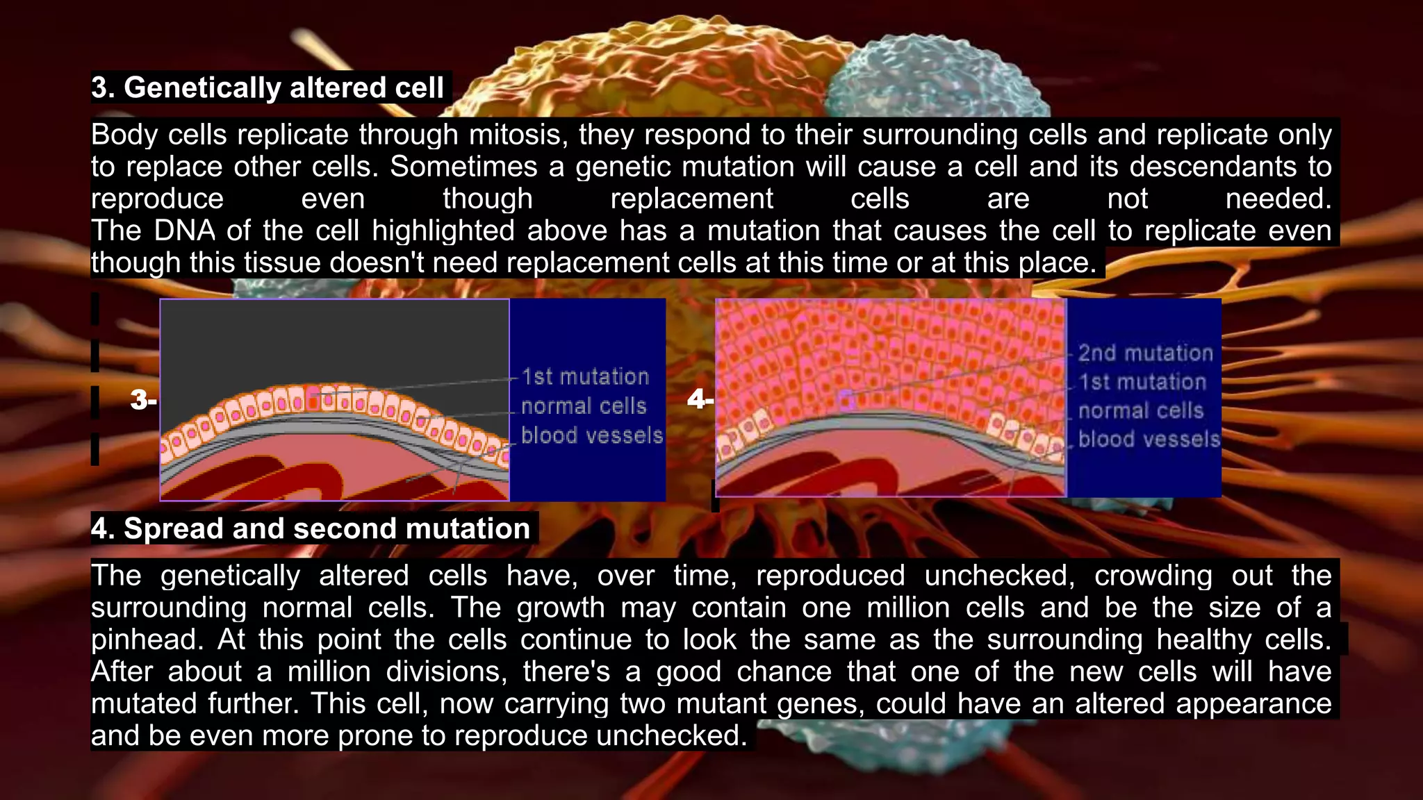 3. Genetically altered cell
Body cells replicate through mitosis, they respond to their surrounding cells and replicate only
to replace other cells. Sometimes a genetic mutation will cause a cell and its descendants to
reproduce even though replacement cells are not needed.
The DNA of the cell highlighted above has a mutation that causes the cell to replicate even
though this tissue doesn't need replacement cells at this time or at this place.
4. Spread and second mutation
The genetically altered cells have, over time, reproduced unchecked, crowding out the
surrounding normal cells. The growth may contain one million cells and be the size of a
pinhead. At this point the cells continue to look the same as the surrounding healthy cells.
After about a million divisions, there's a good chance that one of the new cells will have
mutated further. This cell, now carrying two mutant genes, could have an altered appearance
and be even more prone to reproduce unchecked.
3- 4-
 