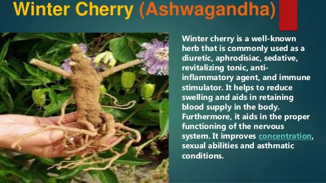Winter Cherry Plant Information Winter Cherry Plant Information