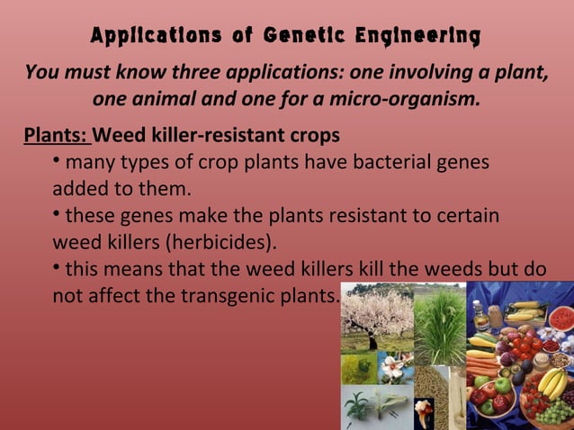 Genetic engineering PPT