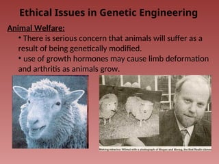 Ethical Issues in Genetic Engineering
Animal Welfare:
• There is serious concern that animals will suffer as a
result of being genetically modified.
• use of growth hormones may cause limb deformation
and arthritis as animals grow.
 