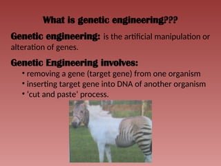 What is genetic engineering???
Genetic engineering: is the artificial manipulation or
alteration of genes.
Genetic Engineering involves:
• removing a gene (target gene) from one organism
• inserting target gene into DNA of another organism
• ‘cut and paste’ process.
 