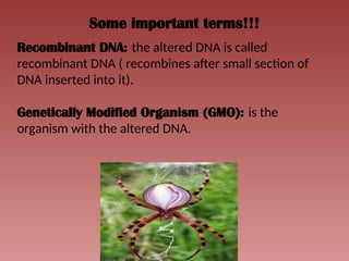 Some important terms!!!
Recombinant DNA: the altered DNA is called
recombinant DNA ( recombines after small section of
DNA inserted into it).
Genetically Modified Organism (GMO): is the
organism with the altered DNA.
 
