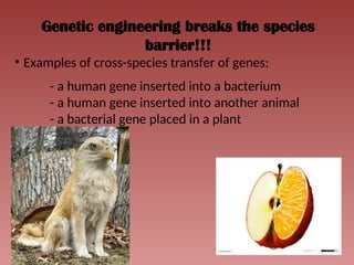 Genetic engineering breaks the species
barrier!!!
• Examples of cross-species transfer of genes:
- a human gene inserted into a bacterium
- a human gene inserted into another animal
- a bacterial gene placed in a plant
 