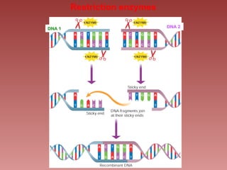 Restriction enzymes
DNA 1 DNA 2
 