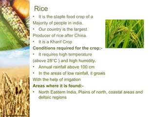 Rice
•  It is the staple food crop of a
Majority of people in india.
• Our country is the largest
Producer of rice after China.
• It is a Kharif Crop
Conditions required for the crop:-
• It requires high temperature
(above 25°C ) and high humidity.
• Annual rainfall above 100 cm
• In the areas of low rainfall, it grows
With the help of irrigation
Areas where it is found:-
• North Eastern India, Plains of north, coastal areas and
   deltaic regions
 