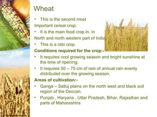 Wheat
• This is the second most
Important cereal crop.
• It is the main food crop in, in
North and north western part of India
• This is a rabi crop.
Conditions required for the crop:-
• It requires cool growing season and bright sunshine at
  the time of ripening.
• It requires 50 – 75 cm of rain of annual rain evenly
  distributed over the growing season.
Areas of cultivation:-
• Ganga – Satluj plains on the north west and black soil
  region of the Deccan.
• Punjab , Haryana , Uttar Pradesh, Bihar, Rajasthan and
  parts of Maharashtra
 