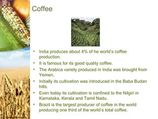 Coffee




•   India produces about 4% of he world’s coffee
    production.
•   It is famous for its good quality coffee.
•   The Arabica variety produced in India was brought from
    Yemen.
•   Initially its cultivation was introduced in the Baba Budan
    hills.
•   Even today its cultivation is confined to the Nilgiri in
    Karnataka, Kerala and Tamil Nadu.
•   Brazil is the largest producer of coffee in the world
    producing one third of the world’s total coffee.
 