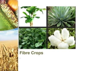 Fibre Crops
.
 