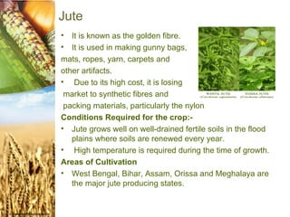 Jute
•  It is known as the golden fibre.
•  It is used in making gunny bags,
mats, ropes, yarn, carpets and
other artifacts.
• Due to its high cost, it is losing
 market to synthetic fibres and
 packing materials, particularly the nylon
Conditions Required for the crop:-
• Jute grows well on well-drained fertile soils in the flood
   plains where soils are renewed every year.
• High temperature is required during the time of growth.
Areas of Cultivation
• West Bengal, Bihar, Assam, Orissa and Meghalaya are
   the major jute producing states.
 