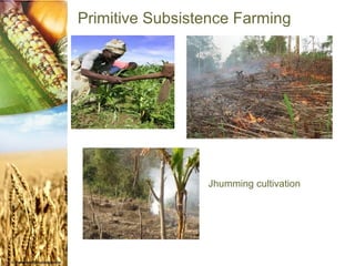 Primitive Subsistence Farming




                 Jhumming cultivation
 