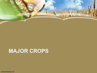 MAJOR CROPS
 