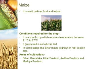 Maize
•   It is used both as food and fodder.




Conditions required for the crop:-
• It is a kharif crop which requires temperature between
  21°C to 27°C.
• It grows well in old alluvial soil.
• In some states like Bihar maize is grown in rabi season
  also.
Areas of cultivation:-
• Bihar, Karnataka, Uttar Pradesh, Andhra Pradesh and
  Madhya Pradesh.
 