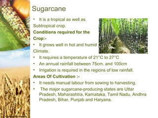 Sugarcane
•  It is a tropical as well as
Subtropical crop.
Conditions required for the
Crop:-
• It grows well in hot and humid
Climate.
• It requires a temperature of 21°C to 27°C
• An annual rainfall between 75cm. and 100cm.
• Irrigation is required in the regions of low rainfall.
Areas Of Cultivation :-
• It needs manual labour from sowing to harvesting.
• The major sugarcane-producing states are Uttar
   Pradesh, Maharashtra, Karnataka, Tamil Nadu, Andhra
   Pradesh, Bihar, Punjab and Haryana.
 