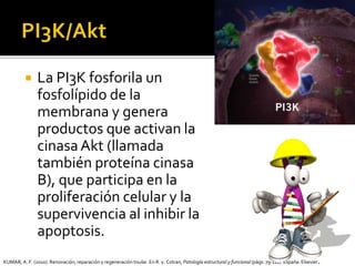  La PI3K fosforila un
fosfolípido de la
membrana y genera
productos que activan la
cinasaAkt (llamada
también proteína cinasa
B), que participa en la
proliferación celular y la
supervivencia al inhibir la
apoptosis.
KUMAR, A. F. (2010). Renovación, reparación y regeneración tisular. En R. y. Cotran, Patología estructural y funcional (págs. 79-111). España: Elsevier.
 