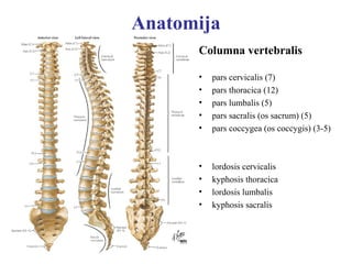 Anatomija
      Columna vertebralis

      •   pars cervicalis (7)
      •   pars thoracica (12)
      •   pars lumbalis (...