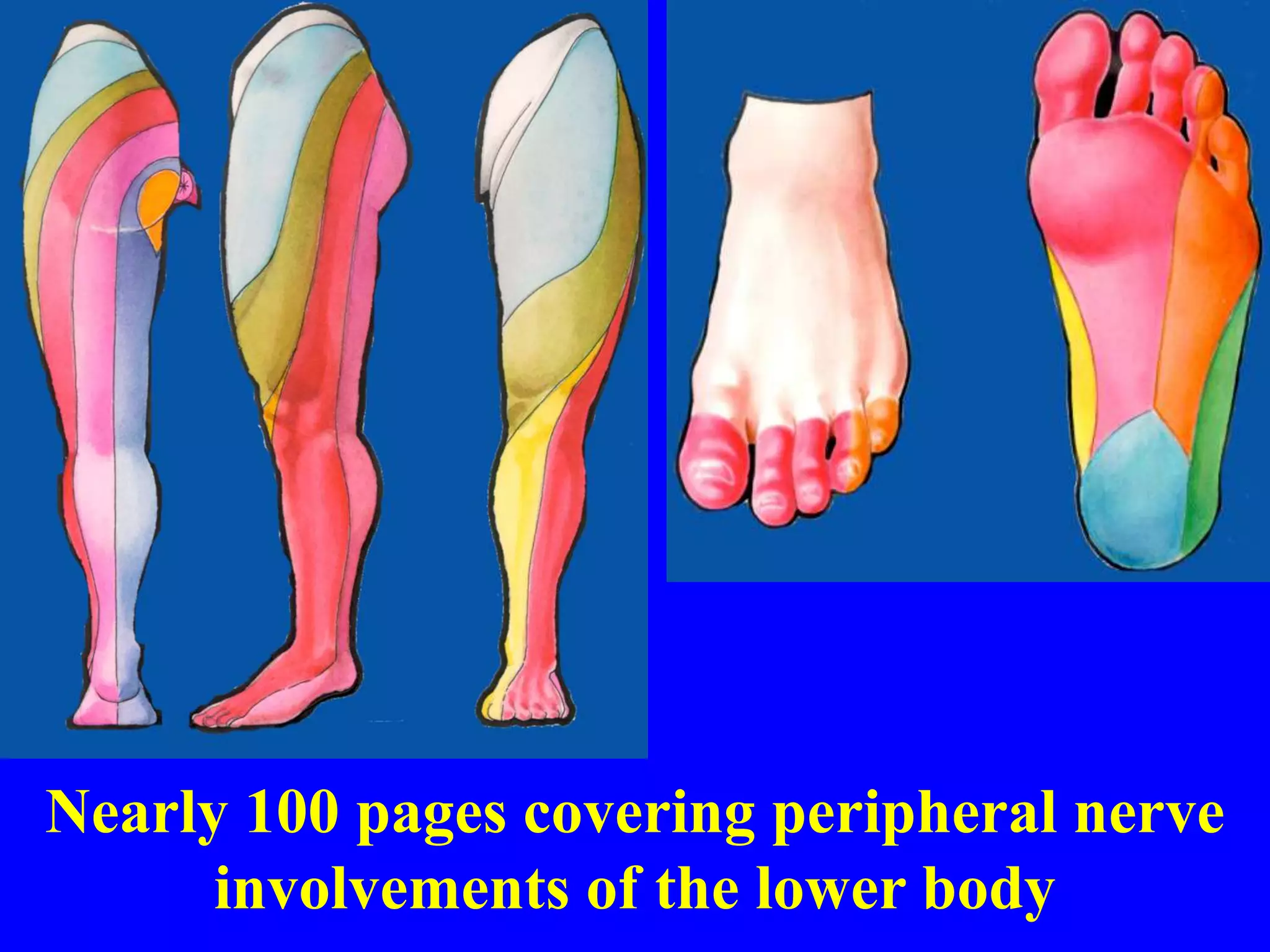 Nearly 100 pages covering peripheral nerve
involvements of the lower body
 